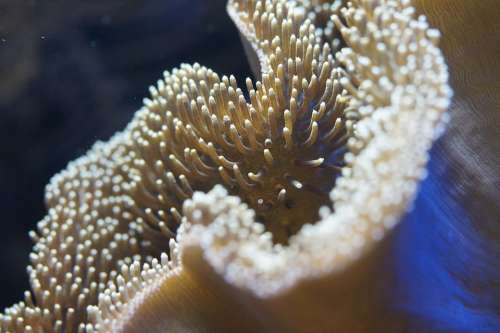 Coral Reef Anemone Underwater Underwater World