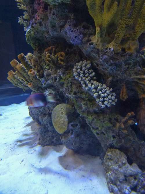 Corals Underwater Ocean Life Rocks Sea Life