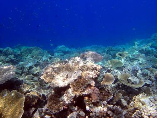 Corals Giant Tabular Maldives