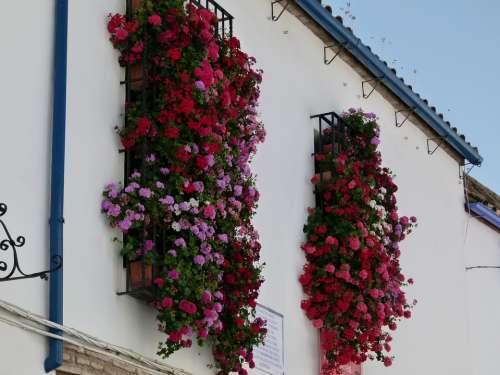 Cordoba Spain House Building Flowers Windows