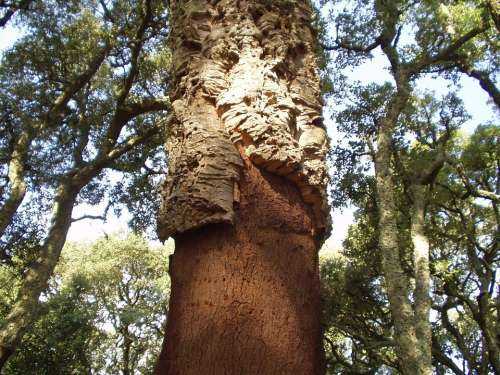 Cork Bark Tree Sardinia