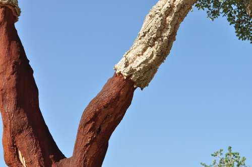 Cork Oak Cork Natural Product Tree Bark Shed Bark