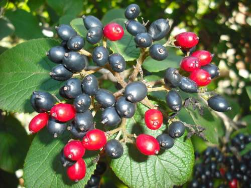 Corm Rowan Black Berries Red Plant