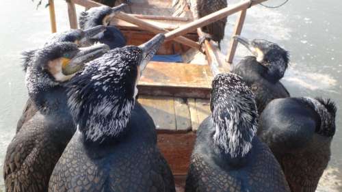 Cormorant Birds China Boat Fishing River Animal