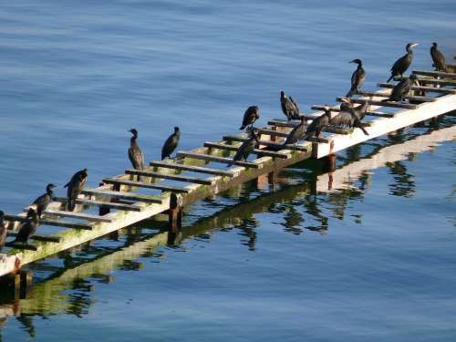 Cormorant Bird Birds Sea Coast Water Animals