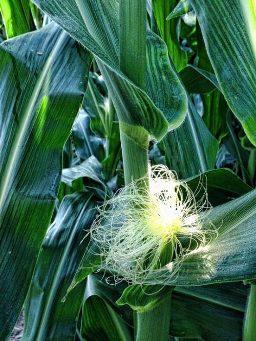 Corn Silk Ears Cob Hair Plants Maize Agriculture