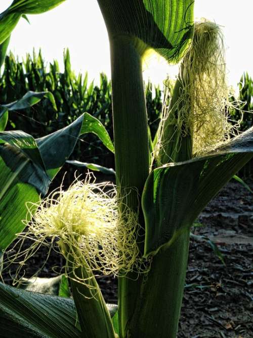 Corn Corn Cob Maize Cob Food Corn Silk Stalk