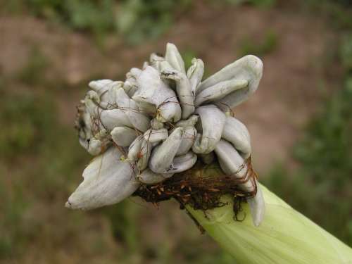 Corn Neoplasm Plant