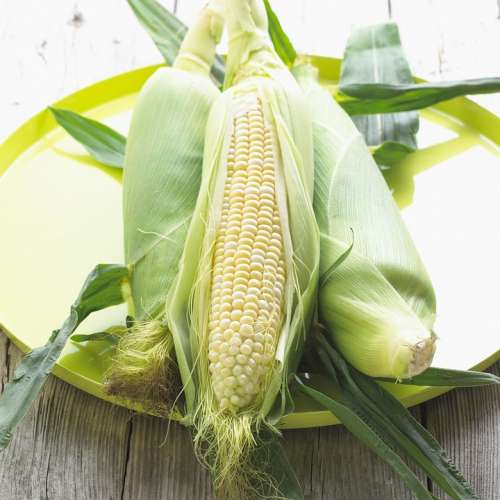 Corn Maize Vegetable Plant Food Yellow Sweet Corn
