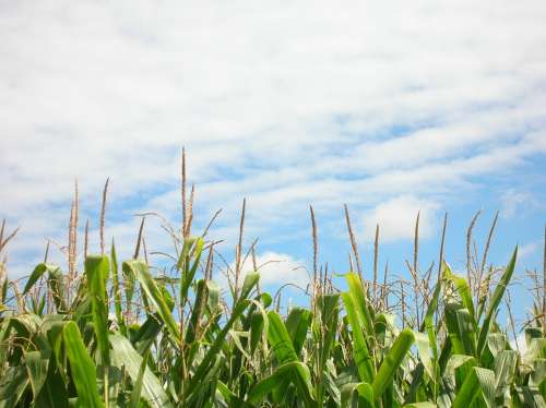 Corn Corn Field Plantation Field