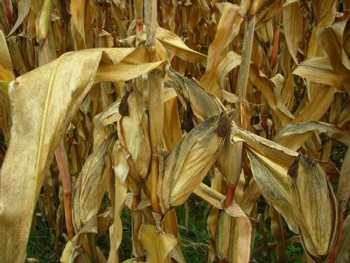 Corn Leaves Field Corn Field Dry Drought