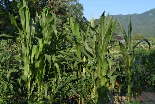 Corn Farm Summer Mountain Greenery Crop Wood