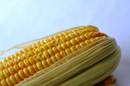 Corn Maize Vegetables Grain Organic Harvest