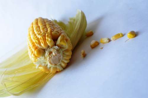Corn Maize Vegetables Grain Organic Harvest