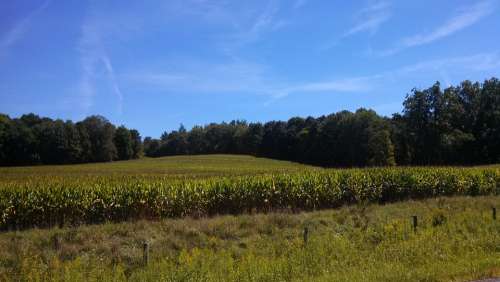 Corn Cornfield Landscape