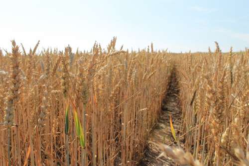 Corn Harvest Grains Field Kłos Fields