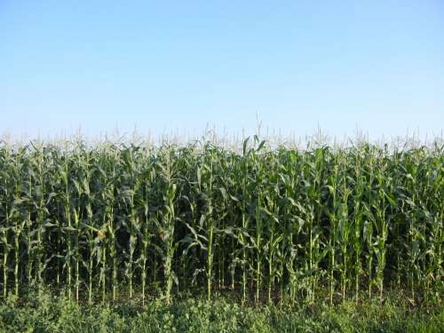 Corn Rows Plant Agriculture Green Crop Field