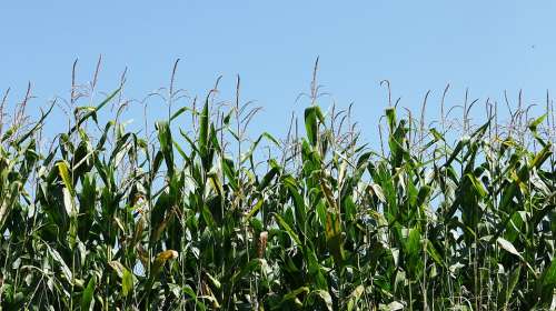 Corn Herb Culture Fields Field Agriculture Sky