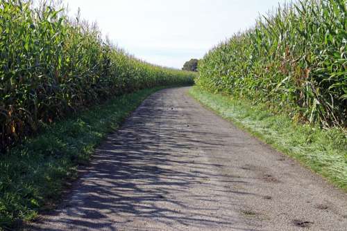 Corn Cornfield Away Road Lane Dirt Track