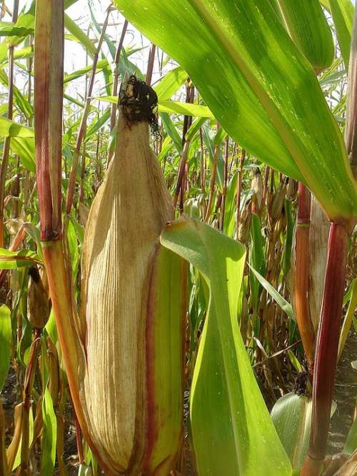 Corn Ear Field Autumn Harvest