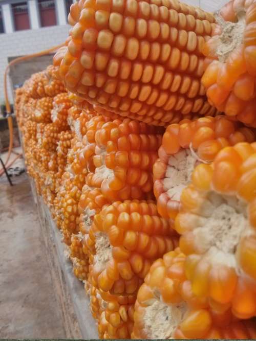 Corn Harvest Farmhouse