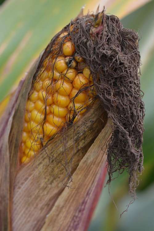 Corn Flask Vegetable Nature