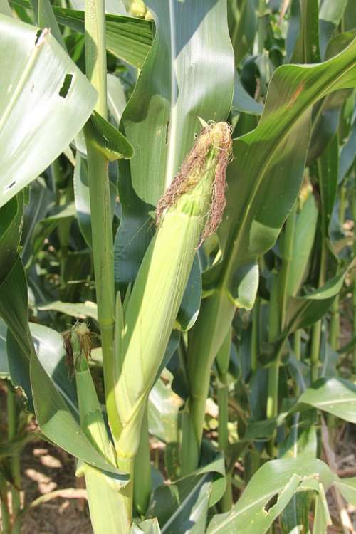 Corn Maize Crop Cob