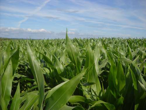 Corn Fields Agriculture