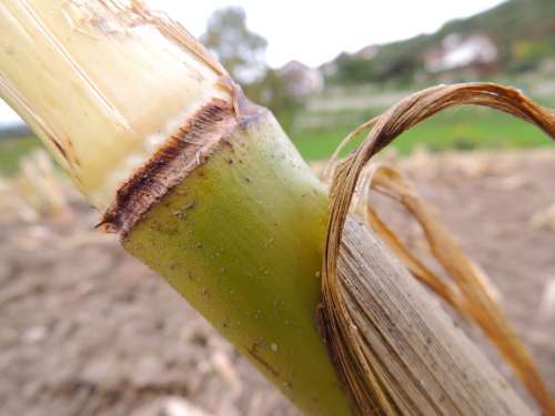 Corn Stalk Agriculture Food