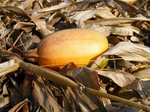 Corn Dried Fall Pumpkin Stalks Yellow Autumn