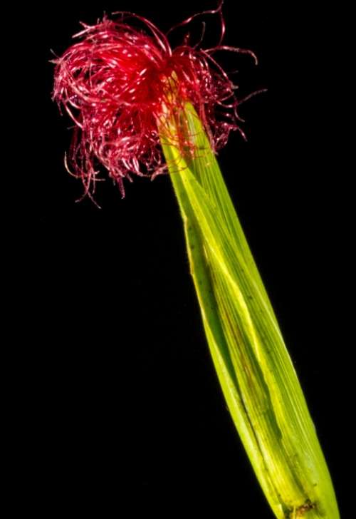 Corn Flower Blooming Corn Red