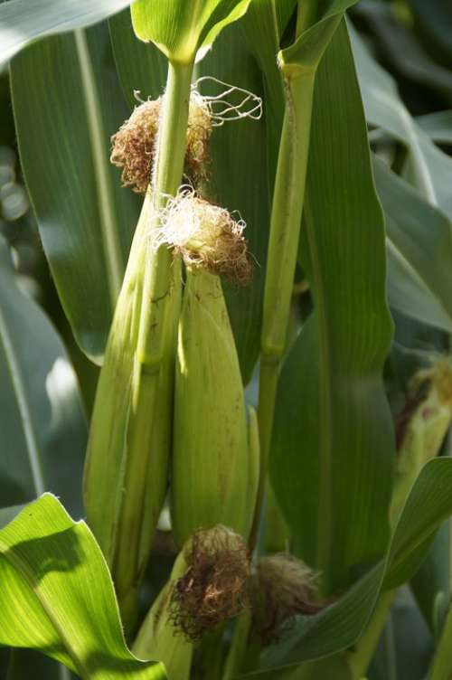 Corn On The Cob Fodder Maize Corn Plant Corn Plant