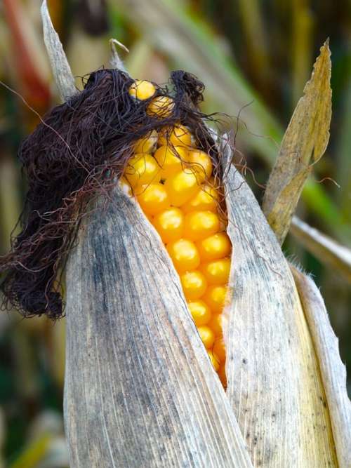 Corn On The Cob Corn Hair Corn On The Cob Hair Hair