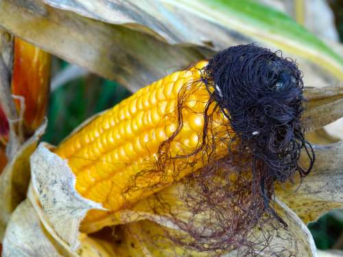 Corn On The Cob Corn Hair Corn On The Cob Hair Hair