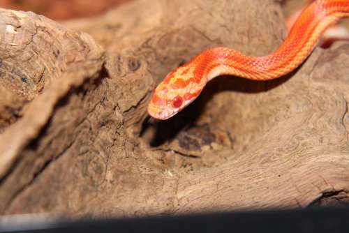 Corn Snake Snake Snakes Terraristik Non Toxic
