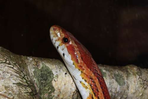 Corn Snake Pantherophis Guttatus Non Toxic Eye
