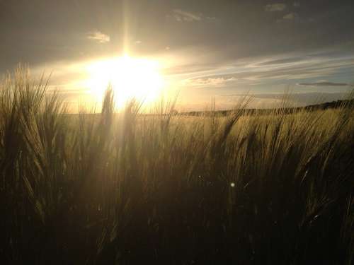 Cornfield Cereals Sun Sunset Field Evening Clouds