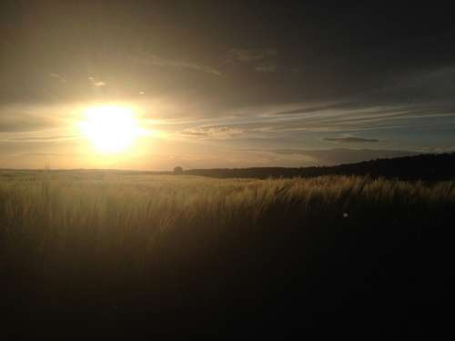 Cornfield Cereals Sun Sunset Field Evening Clouds