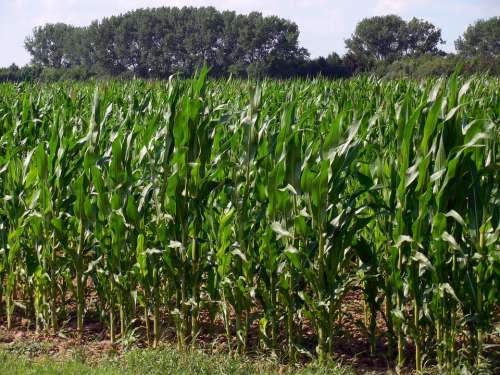 Cornfield Corn Field Agriculture Corn On The Cob