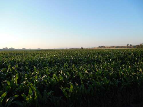 Cornfield Corn Field Agriculture Harvest Arable