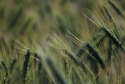 Cornfield Spike Wheat Grain Cereals Field