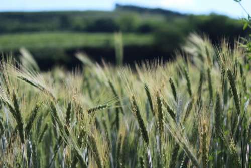 Cornfield Spike Wheat Grain Cereals Field