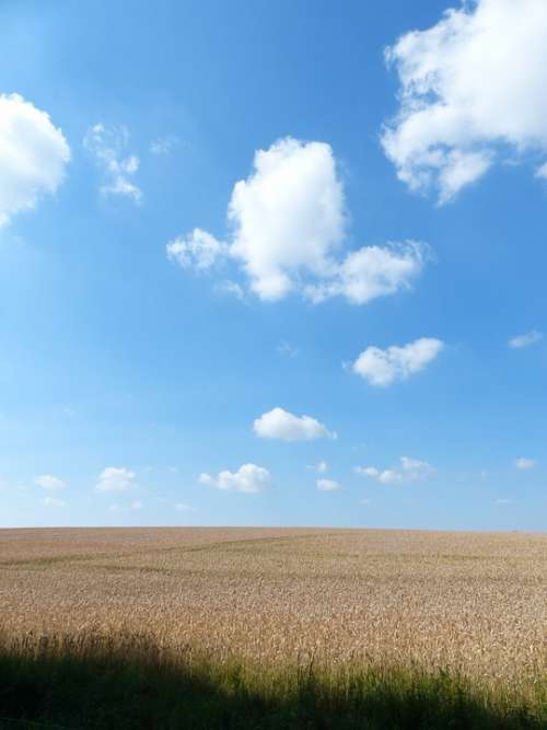 Cornfield Summer Clouds Sky Field Blue Arable