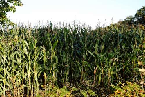 Cornfield Corn Field Cultivation Agriculture