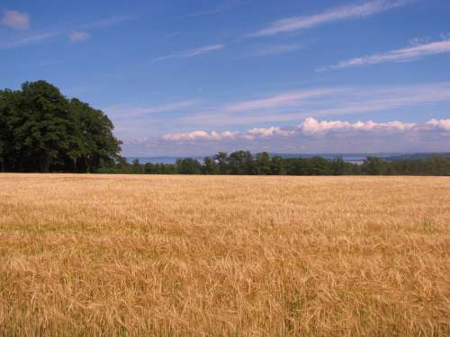 Cornfield Field Tree Summer