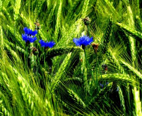 Cornflower Field Blue Flowers Plant