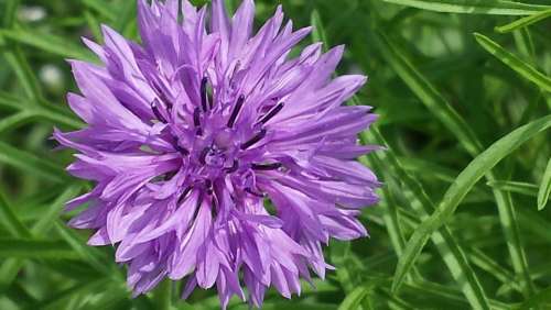 Cornflower Purple Flower Blossom Bloom