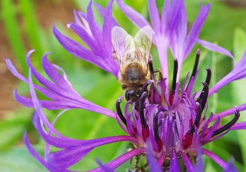 Cornflower Bee Meadow Flower Purple Blue