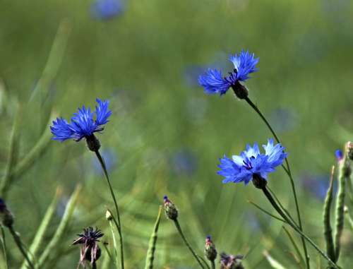 Cornflowers Blossom Bloom Blue Nature Agriculture