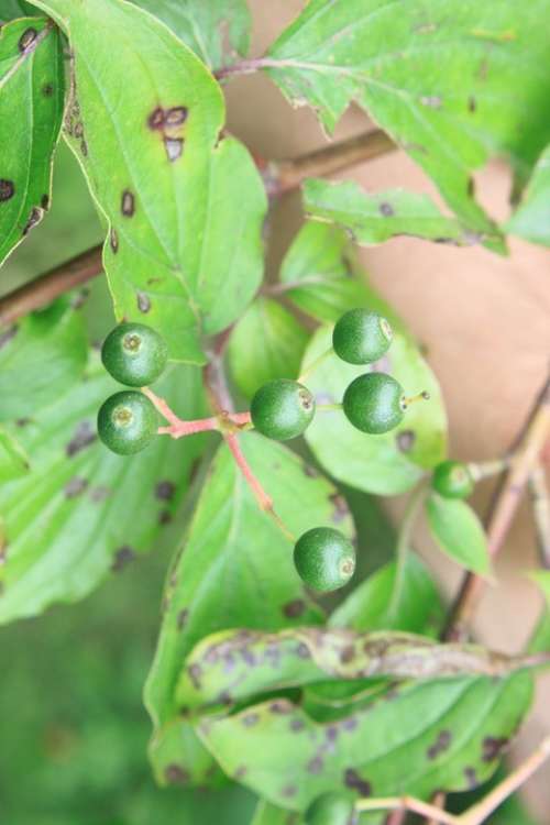 Cornus Dogwood Green Raw Sanguinea Fruit